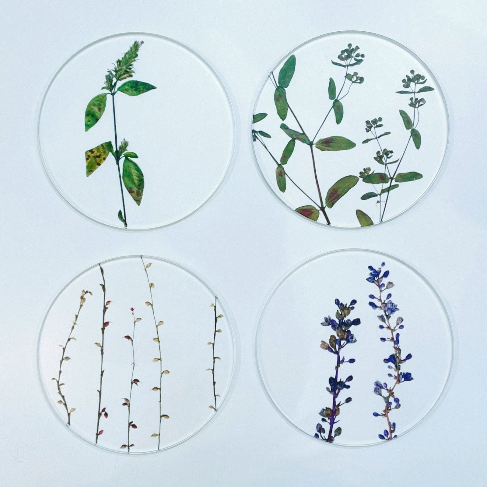 COASTER SET "toumei"