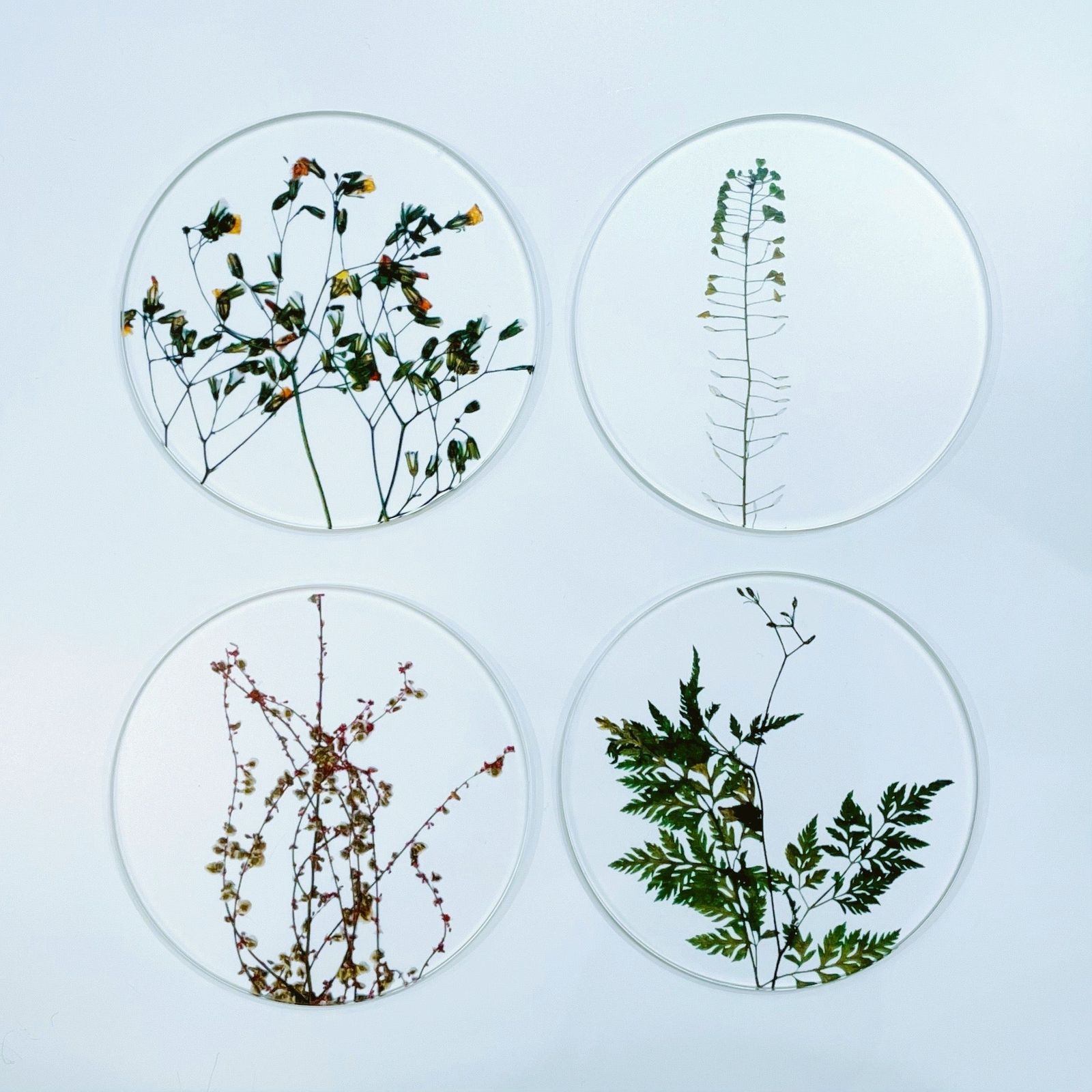 COASTER SET "toumei"