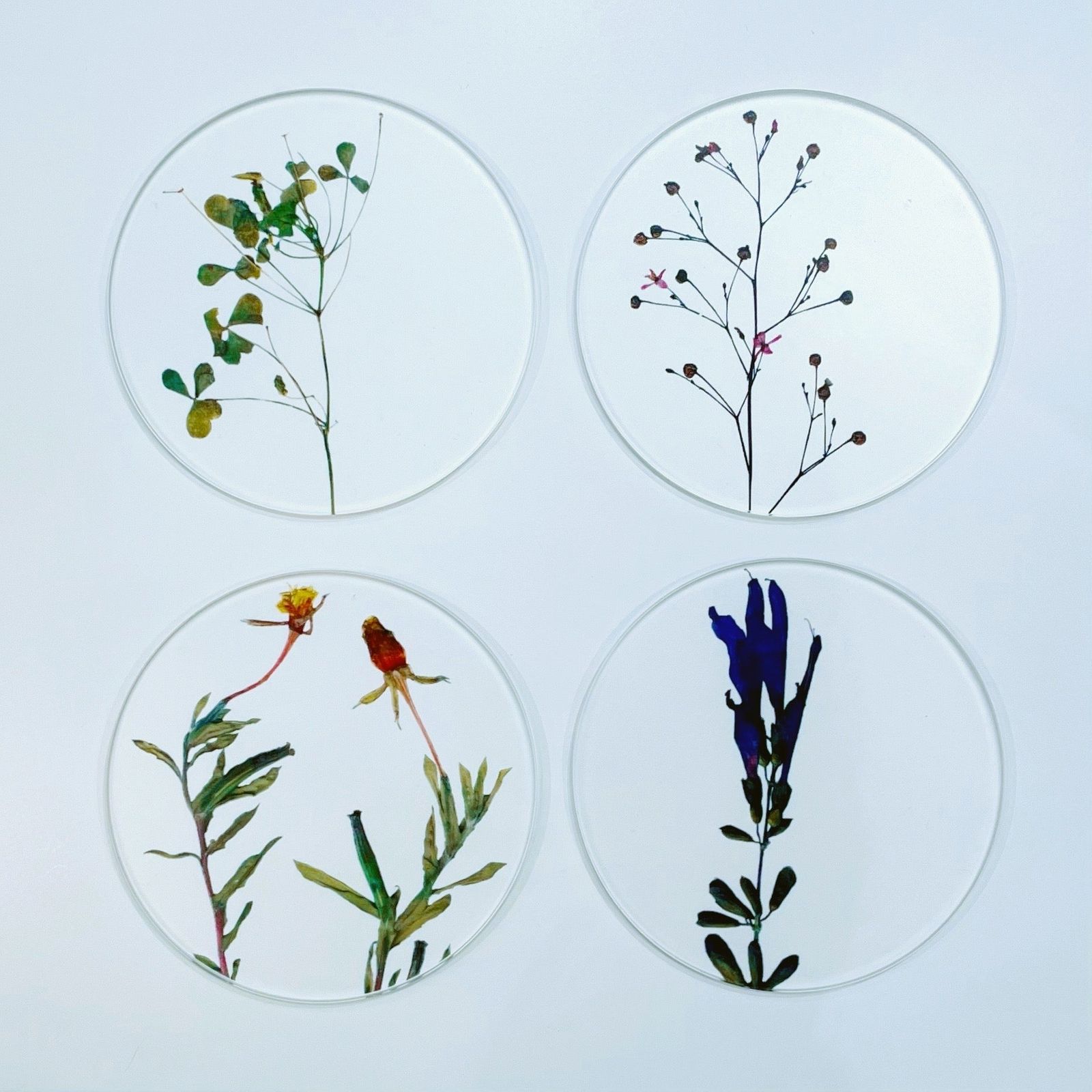 COASTER SET "toumei"